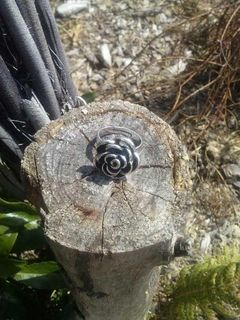 Rose Ring